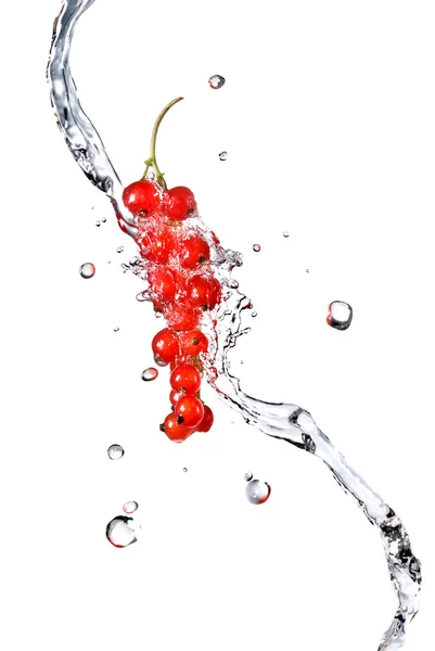 Redcurrant와 물 방울 — 스톡 사진