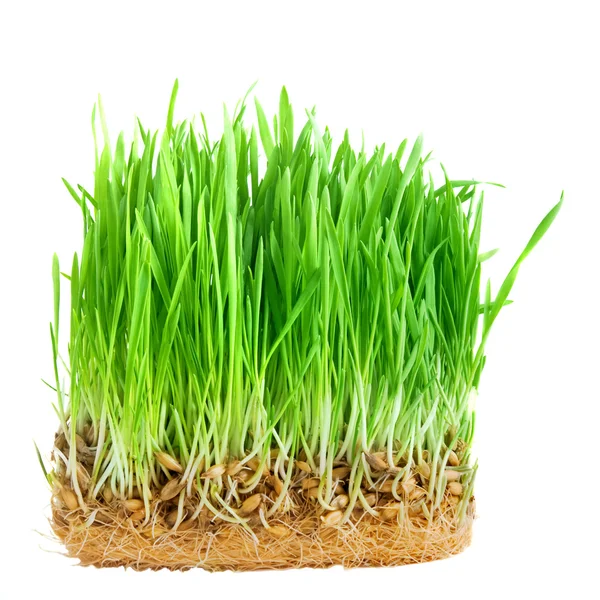 クローズ アップの緑の芝生 — ストック写真