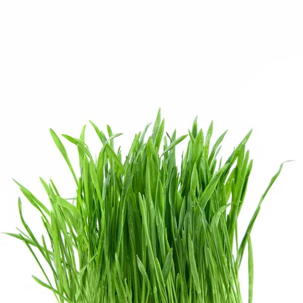 Närbild grönt gräs — Stockfoto
