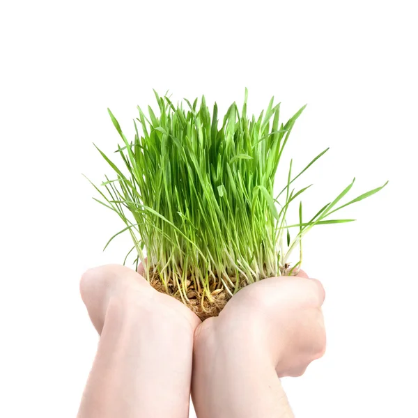 Menselijke hand bedrijf groene gras — Stockfoto