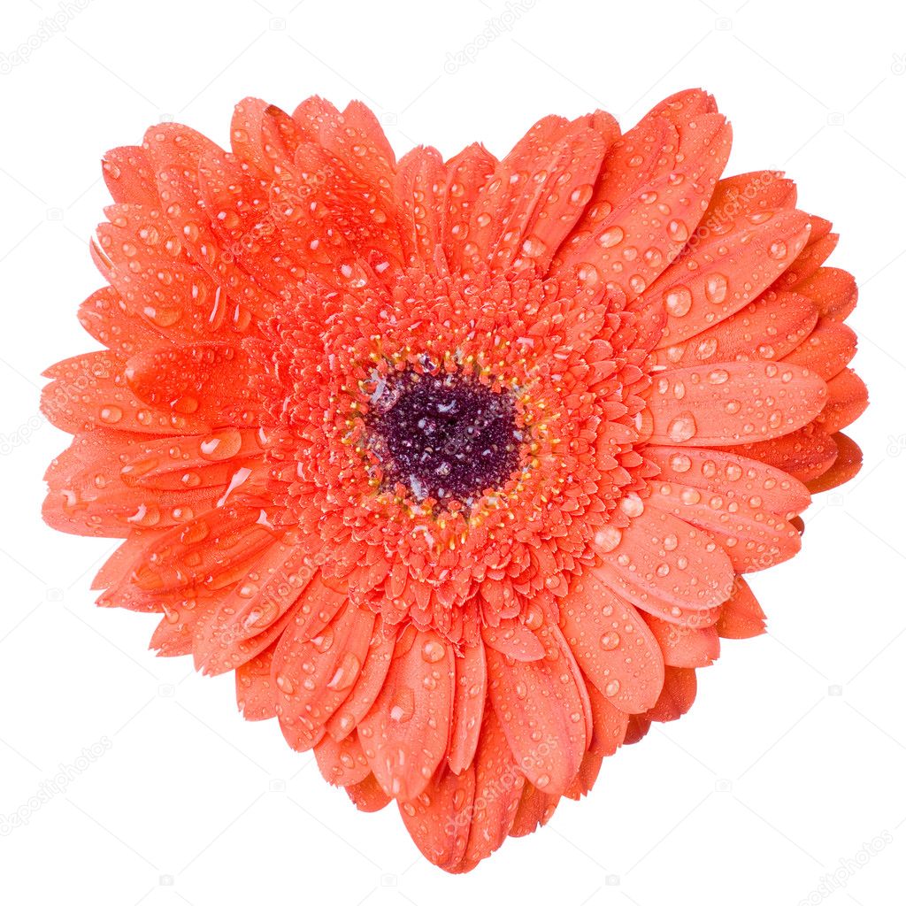 Heart from red daisy-gerbera