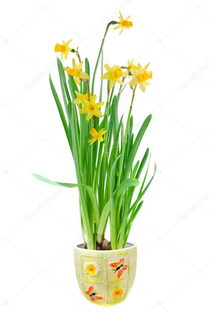 Narcissus in the pot isolated on white