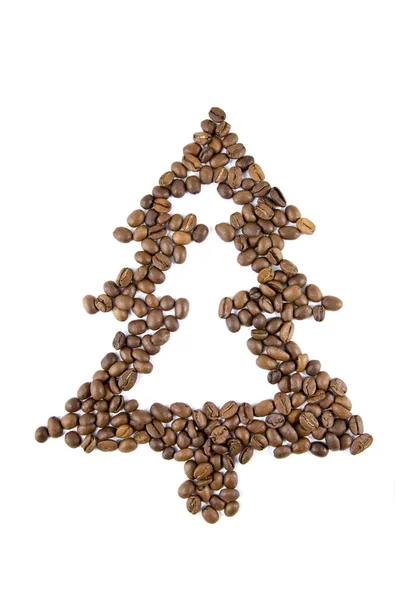 Árvore de abeto de grãos de café — Fotografia de Stock