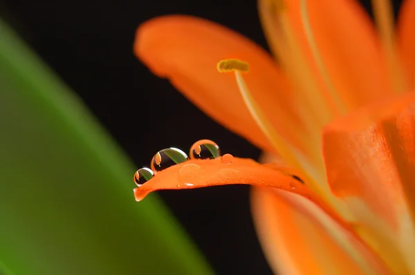 Trzy kryształowe krople na pomarańczowy kwiat — Zdjęcie stockowe