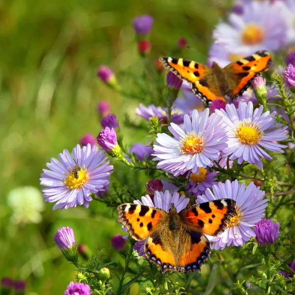 Vlinder aan bloemen — Stockfoto