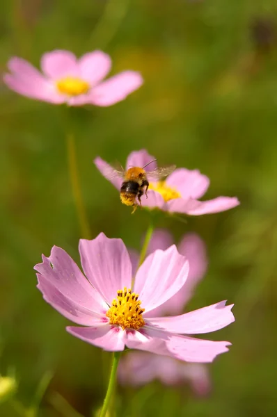 Μέλισσα σε ροζ λουλούδι — Φωτογραφία Αρχείου