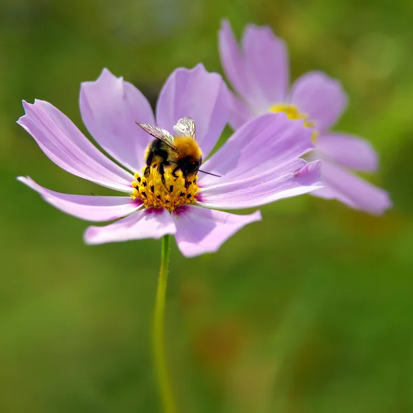 粉红花朵上的蜜蜂 — 图库照片