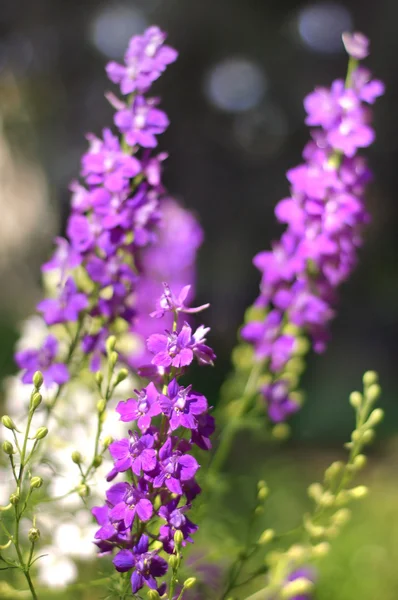 Yaz Pembe çiçek — Stok fotoğraf