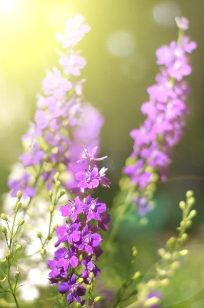 여름 핑크 꽃 — 스톡 사진