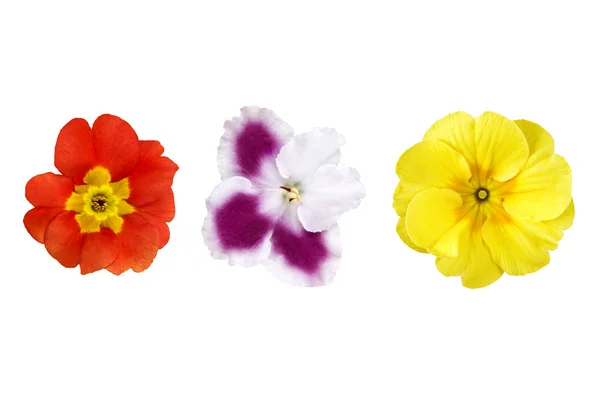Цветы разного цвета изолированы на белом — стоковое фото