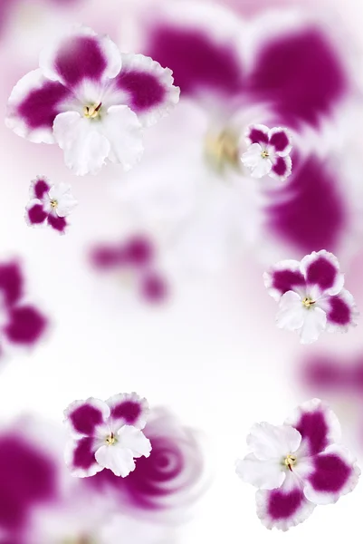 ピンクの花の背景 — ストック写真