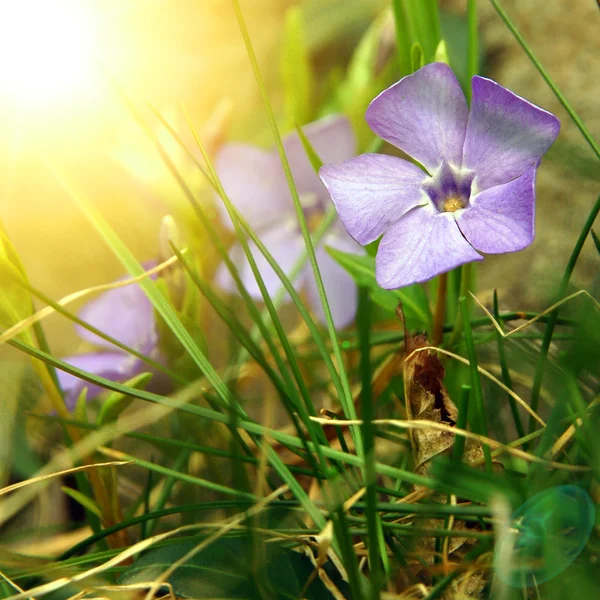 Kwiaty wiosenne Obrazek Stockowy