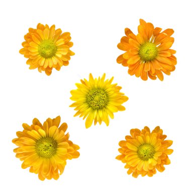 Yellow chrysanthemum clipart