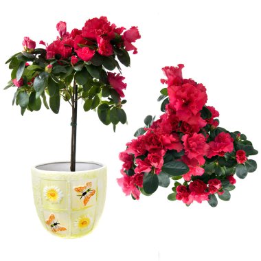 Red azalea bouquet isolated on white clipart