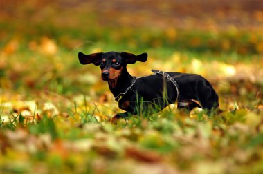 Happy dachshund dog in park clipart