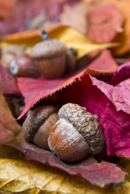 Acorns with autumn leaves clipart