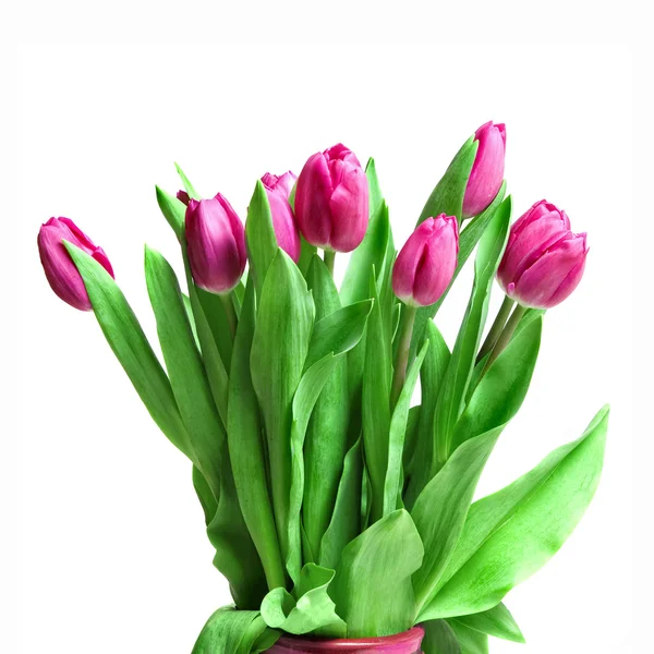 Közeli rózsaszín tulipánok — Stock Fotó