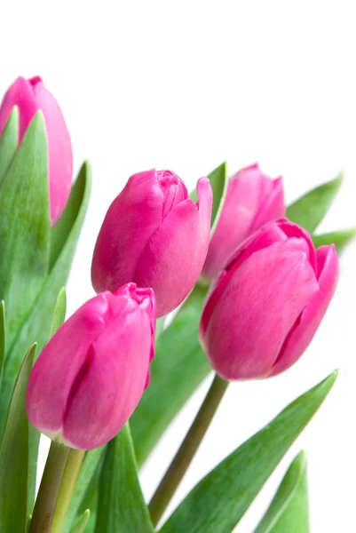 Close-up roze tulpen — Stockfoto
