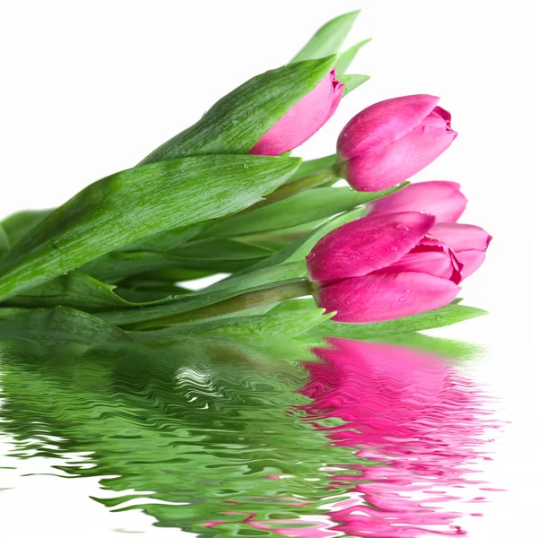 Розовые тюльпаны крупным планом — стоковое фото