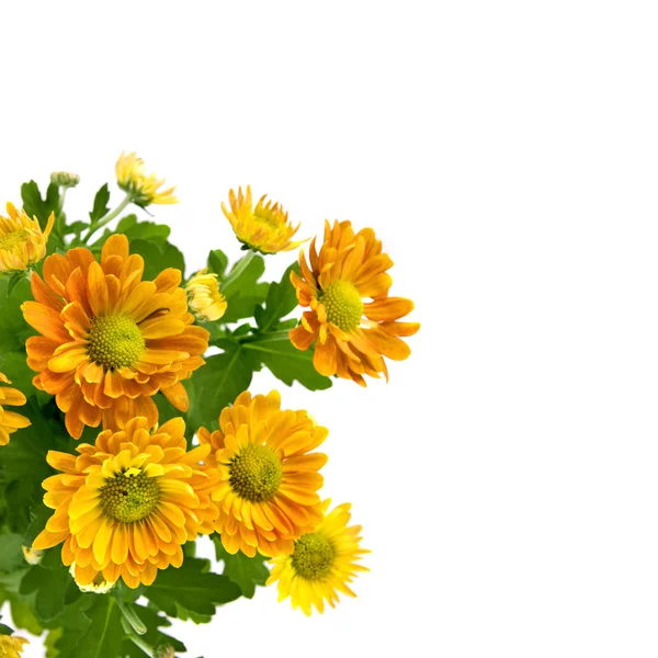 Bouquet de chrysanthème jaune — Photo