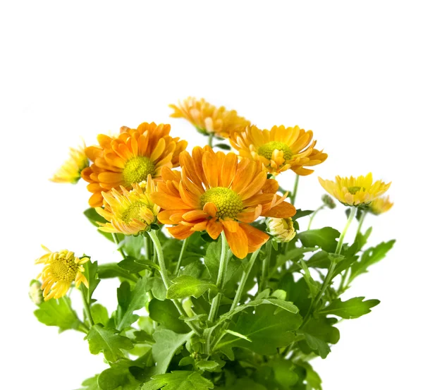 Bouquet de chrysanthème jaune i — Photo