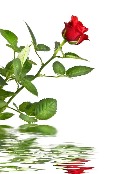 Rosa vermelha com reflexão — Fotografia de Stock