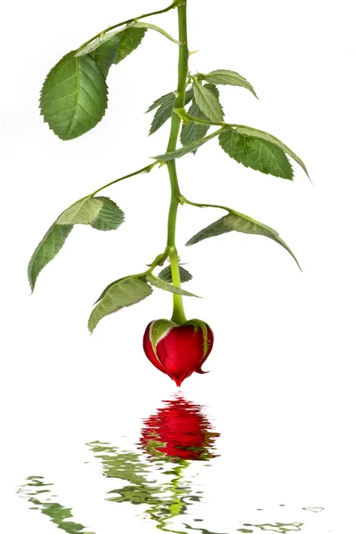 Srdce rfom červená růže — Stock fotografie