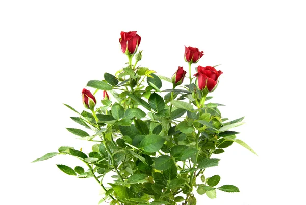 Mazzo di rose rosse — Foto Stock