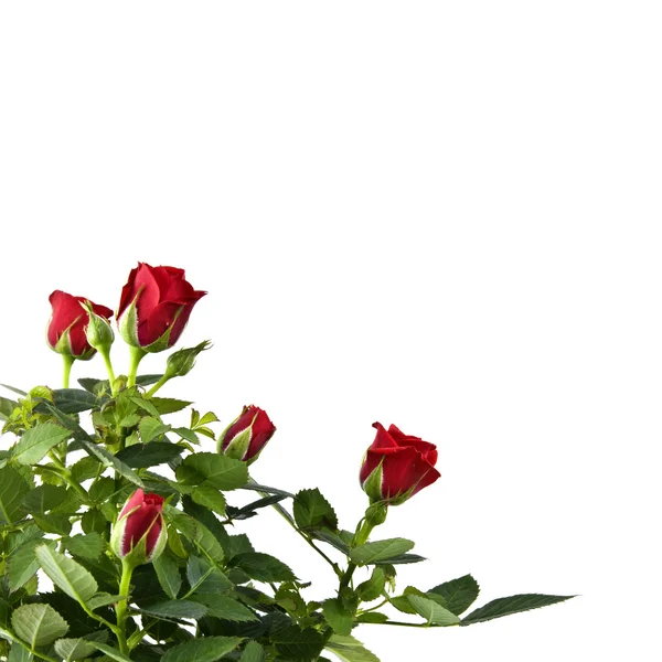 빨간 장미 꽃다발 — 스톡 사진