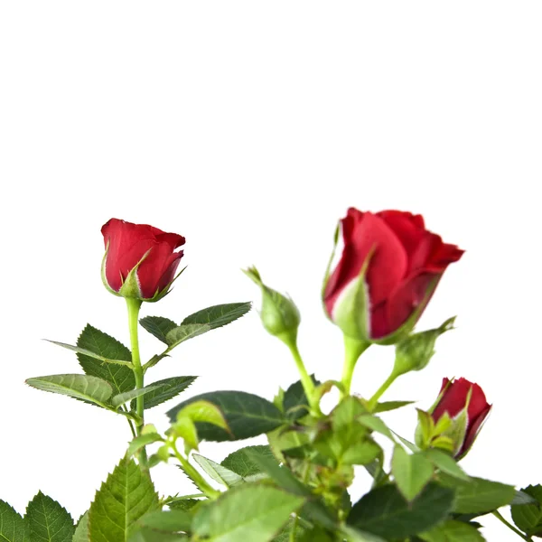 Červená růže kytice — Stock fotografie