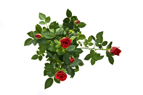 Červená růže izolovaná na bílé — Stock fotografie