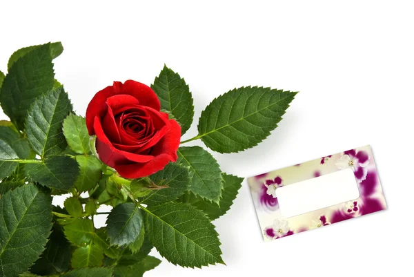 붉은 장미는 흰색으로 분리되어 있다 — 스톡 사진