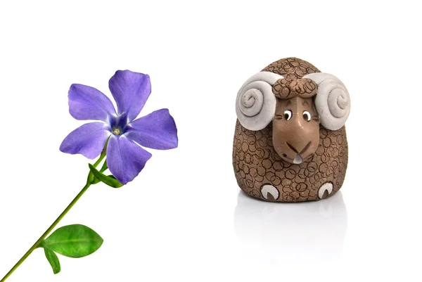 Cordero mirando violeta flor de primavera —  Fotos de Stock
