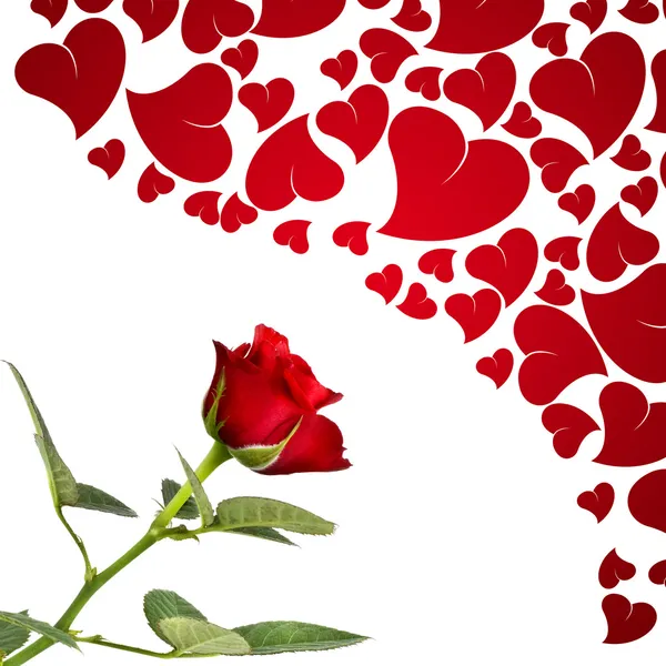 红玫瑰和恋人的心 — 图库照片