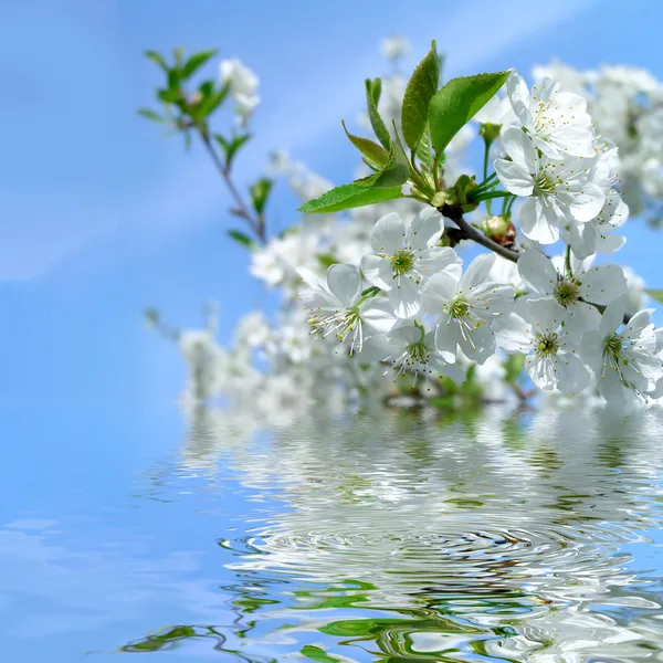 Çiçek açan kiraz ağacı — Stok fotoğraf