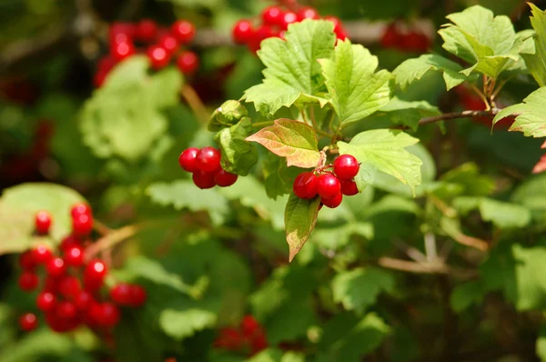 Red viburnum berry — Stock Photo, Image