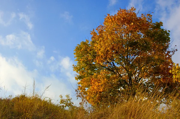 Осеннее дерево и небо — стоковое фото