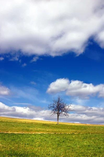 Zielone pole i samotne drzewo — Zdjęcie stockowe