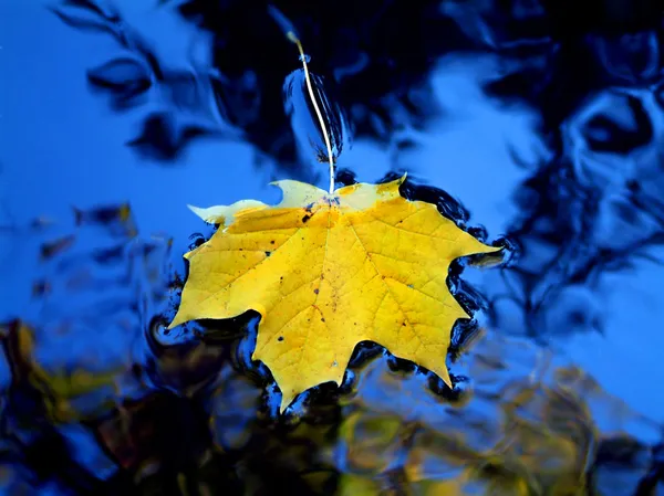 Gelbes Blatt im blauen Wasser — Stockfoto