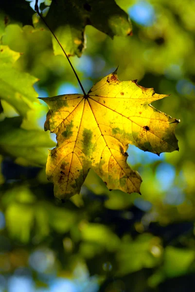 秋の楓の葉 — ストック写真