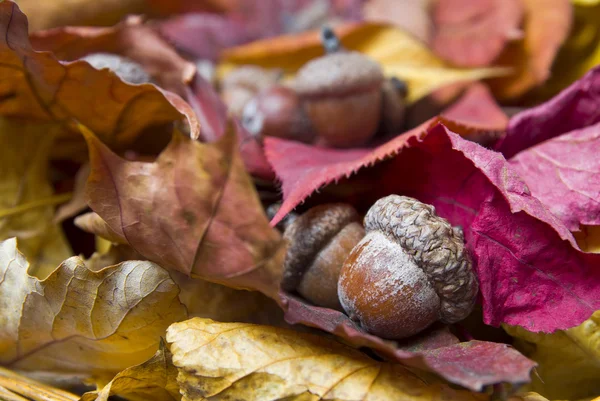 Желуди с осенними листьями — стоковое фото