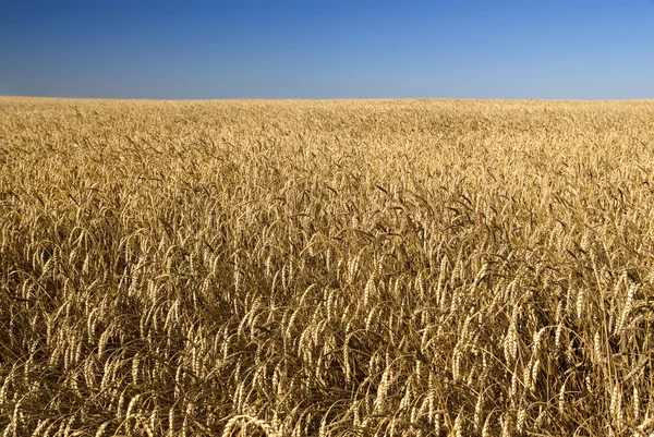 Поле золотой пшеницы и голубое небо — стоковое фото