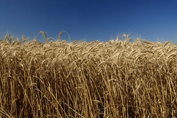 Поле золотої пшениці та блакитного неба — стокове фото