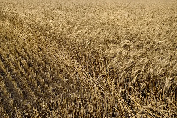 Alan altın buğday — Stok fotoğraf