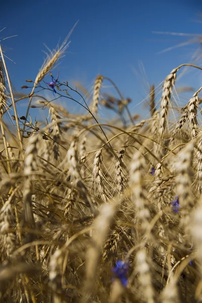 Поле золотої пшениці та блакитного неба — стокове фото