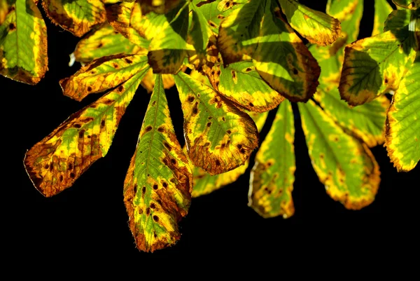 Autumn chestnut leaves — Stock Photo, Image