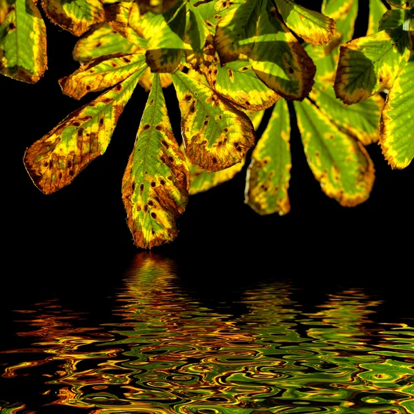 Autumn chestnut leaves — Stock Photo, Image