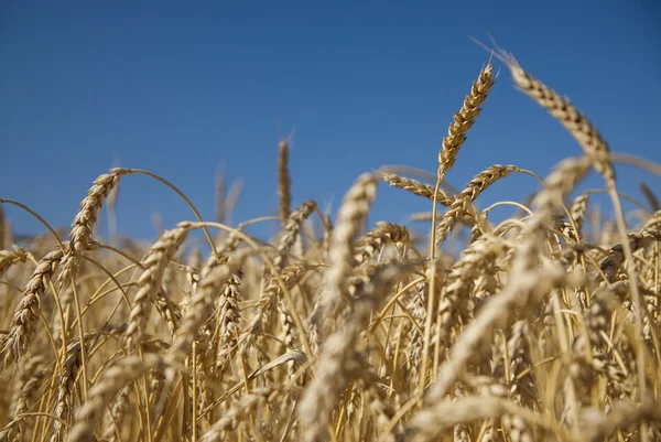 Alan altın buğday ve mavi gökyüzü — Stok fotoğraf