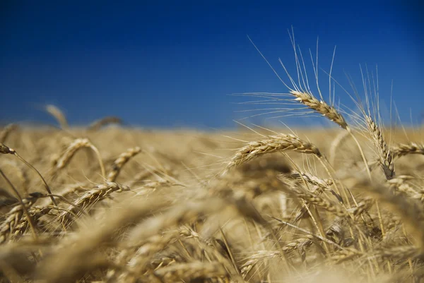 金小麦和蓝蓝的天空领域 — 图库照片