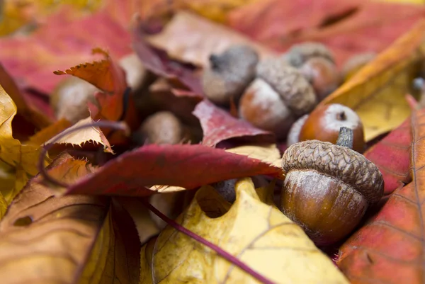 Acorns with autumn leaves Stock Picture